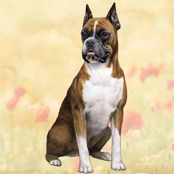 Boxer Cropped Stone coasters - Picture 1 of 1